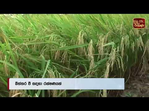 බිත්තර වී ගොවිපළ සඳහා රක්ෂණයක්